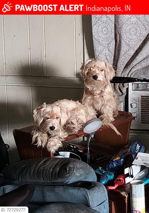 Lost Male Dog last seen North Oxford Street and Brookside Avenue Indianapolis, IN, Indianapolis, IN 46218