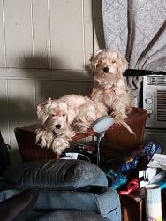 Lost Male Dog last seen North Oxford Street and Brookside Avenue Indianapolis, IN, Indianapolis, IN 46218