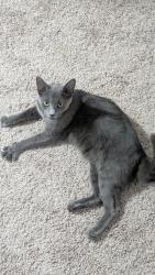 Found/Stray Male Cat last seen Waterford knoll dr near the woods (around the dog park), Charlotte, NC 28226