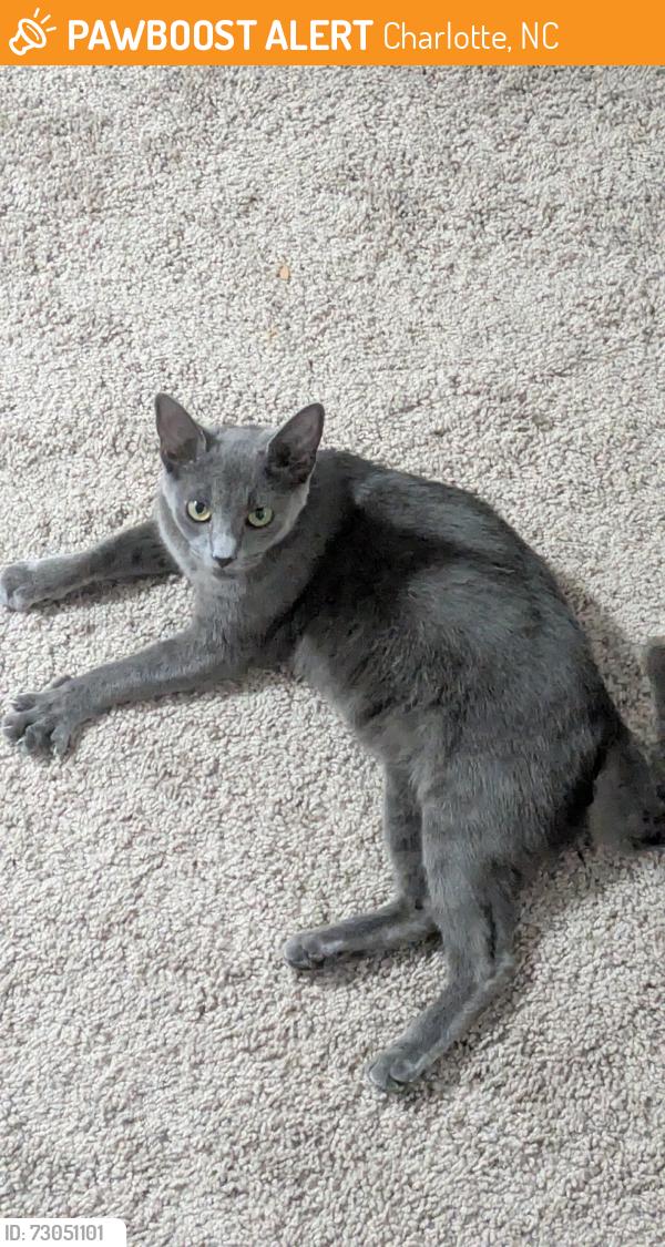 Found/Stray Male Cat last seen Waterford knoll dr near the woods (around the dog park), Charlotte, NC 28226