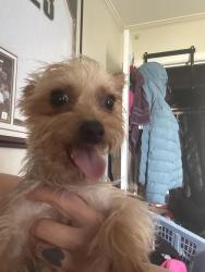 Reunited Male Dog last seen Munich Street and Russia Street, San Francisco, CA 94112