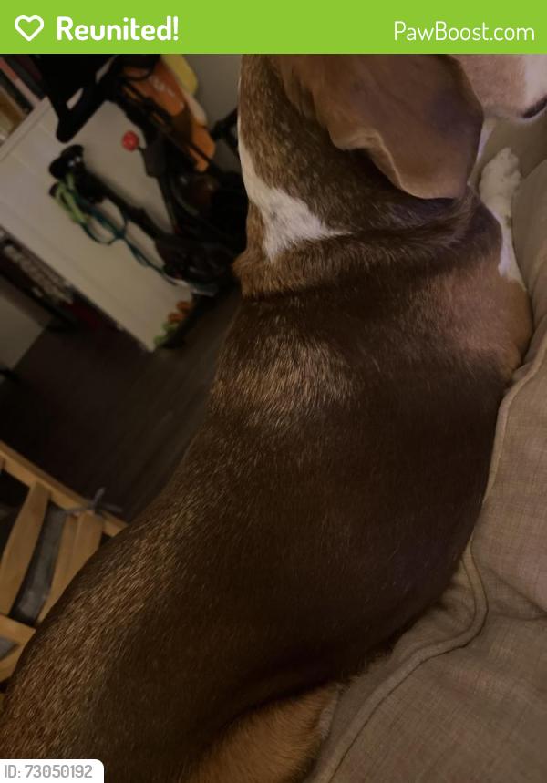 Reunited Male Dog last seen Vance & Lacy st near French Park, Santa Ana, CA 92701