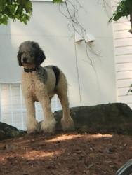 Found/Stray Unknown Dog last seen Aslan on The River Apts , Jonesboro, GA 30238