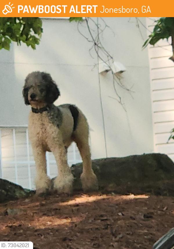 Found/Stray Unknown Dog last seen Aslan on The River Apts , Jonesboro, GA 30238