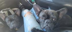 Found/Stray Male Dog last seen Ampm on s watt and fruitridge, Sacramento, CA 95826