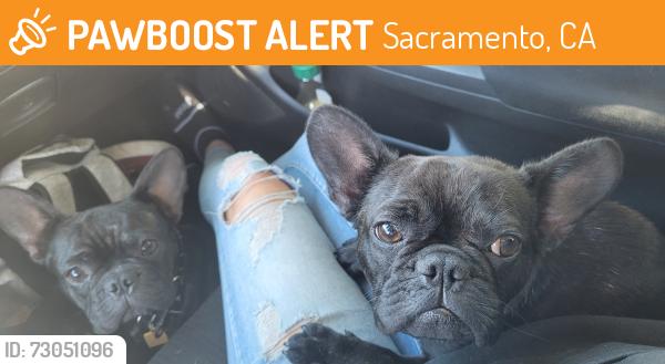 Found/Stray Male Dog last seen Ampm on s watt and fruitridge, Sacramento, CA 95826