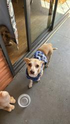 Lost Male Dog last seen Speedway Blvd and 10th Avenue, Tucson, AZ 85705