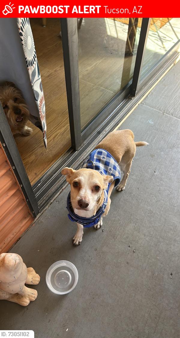 Lost Male Dog last seen Speedway Blvd and 10th Avenue, Tucson, AZ 85705