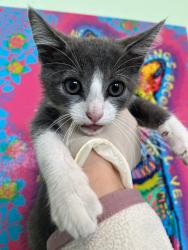 Shelter Stray Male Cat last seen Bexar County, 3353 Morningside Dr, New Braunfels, TX 78132, USA