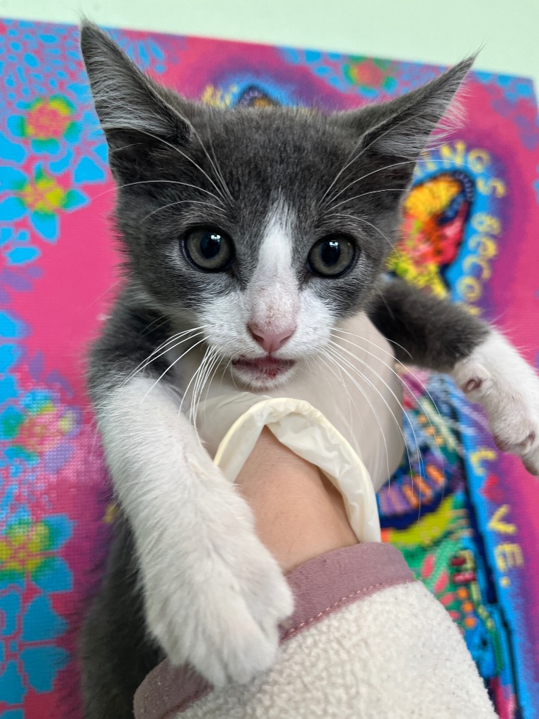 Shelter Stray Male Cat last seen Bexar County, 3353 Morningside Dr, New Braunfels, TX 78132, USA