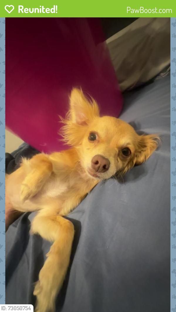 Reunited Female Dog last seen 107th and Juniper , Los Angeles, CA 90002