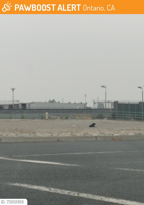 Found/Stray Unknown Dog last seen Northeast intersection, Mission and Grove, Ontario, CA 91761