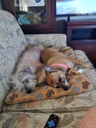 Lost Male Dog last seen 7th St, Ocala, Ocala, FL 34470