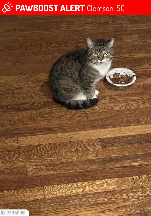 Lost Male Cat last seen esso club, Clemson, SC 29631