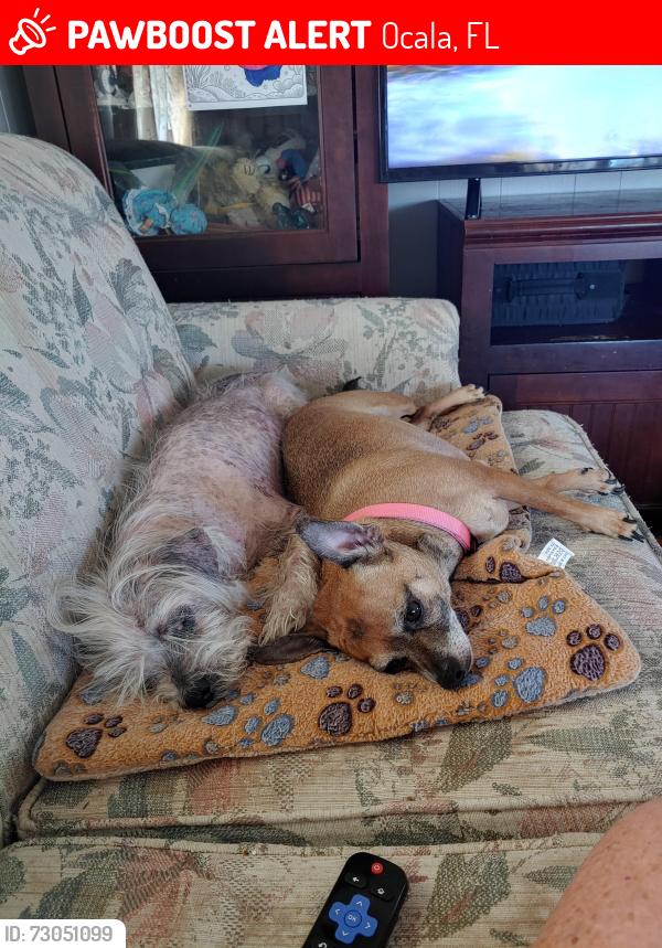 Lost Male Dog last seen 7th St, Ocala, Ocala, FL 34470