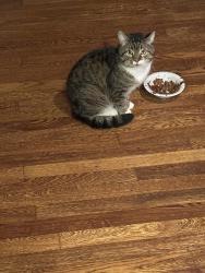 Lost Male Cat last seen esso club, Clemson, SC 29631