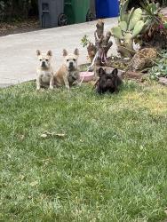 Reunited Female Dog last seen Humboldt and Penniman, Oakland, CA 94602