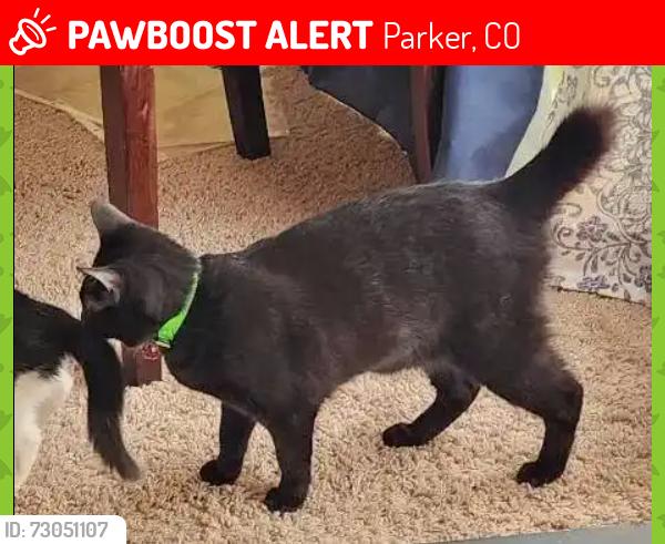 Lost Female Cat last seen Bridlewood Lane and Club Dr. Parker, Co, Parker, CO 80138