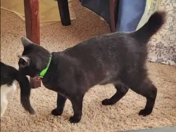 Lost Female Cat last seen Bridlewood Lane and Club Dr. Parker, Co, Parker, CO 80138