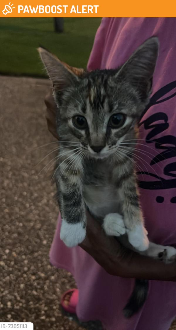 Found/Stray Unknown Cat last seen Seapine circle, Pine Lake Estates, FL 32506