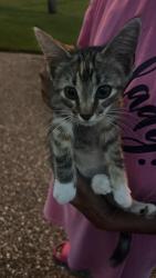 Found/Stray Unknown Cat last seen Seapine circle, Pine Lake Estates, FL 32506