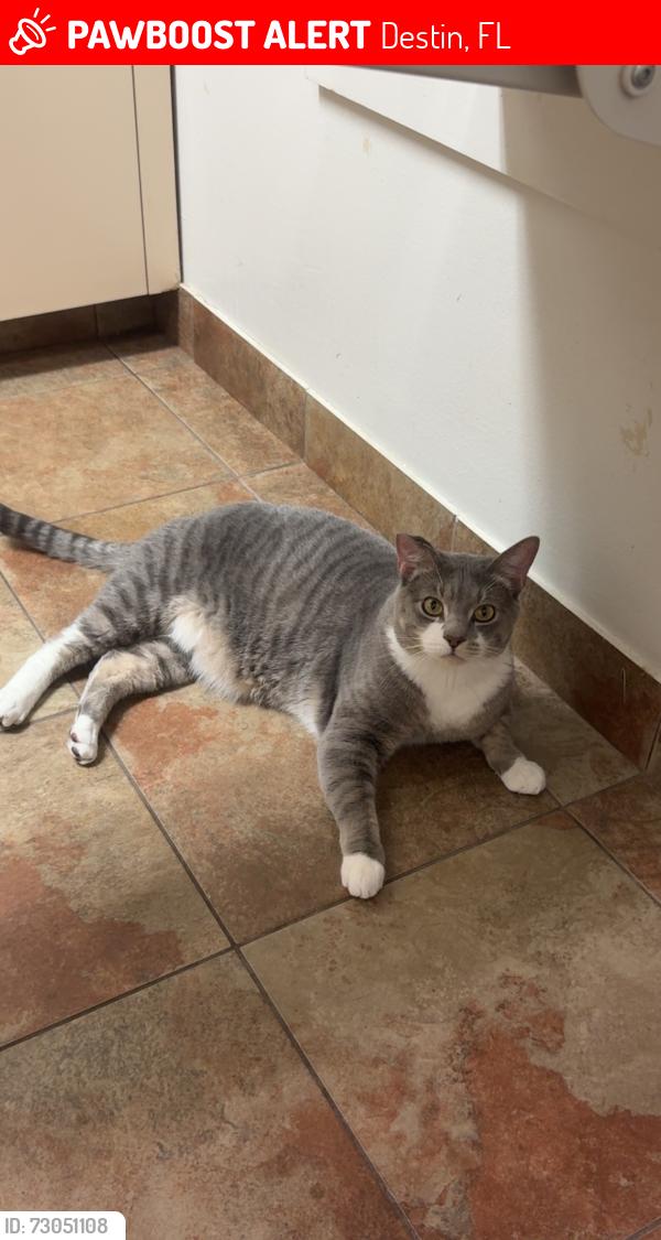 Lost Male Cat last seen Walmart, Destin, FL 32541