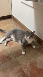 Lost Male Cat last seen Walmart, Destin, FL 32541