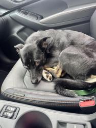 Found/Stray Female Dog last seen Bike Shed Moto Co, Los Angeles, CA 90021