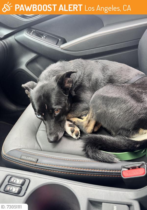Found/Stray Female Dog last seen Bike Shed Moto Co, Los Angeles, CA 90021