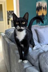 Lost Male Cat last seen Pelham street, Greater Manchester, England OL8 2RA