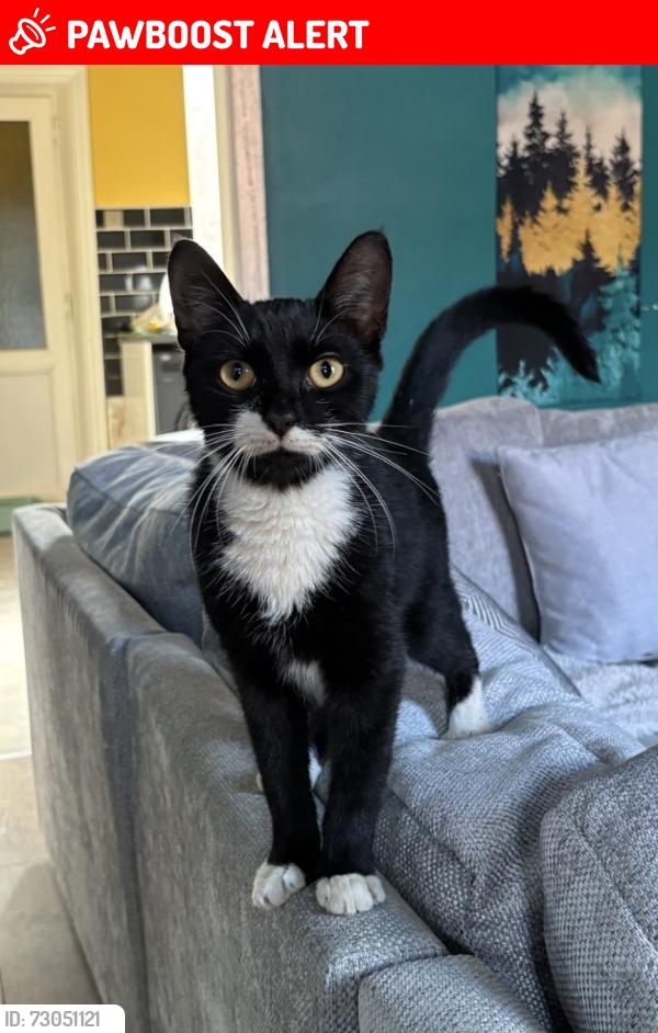 Lost Male Cat last seen Pelham street, Greater Manchester, England OL8 2RA