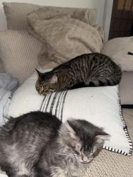 Lost Male Cat last seen SNK Fuel along W Church st., Elmira, NY 14905