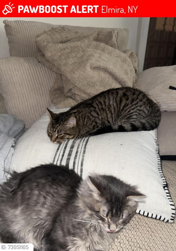 Lost Male Cat last seen SNK Fuel along W Church st., Elmira, NY 14905