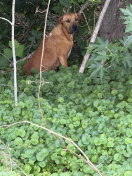 Found/Stray Unknown Dog last seen Granite Falls, NC 28630, Granite Falls, NC 28630