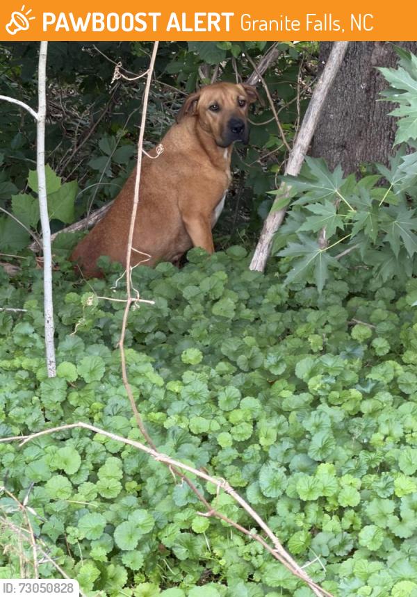 Found/Stray Unknown Dog last seen Granite Falls, NC 28630, Granite Falls, NC 28630