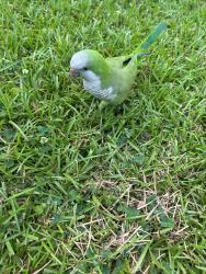 Found/Stray Unknown Bird last seen Briarstone Court, North Charleston, SC 29418