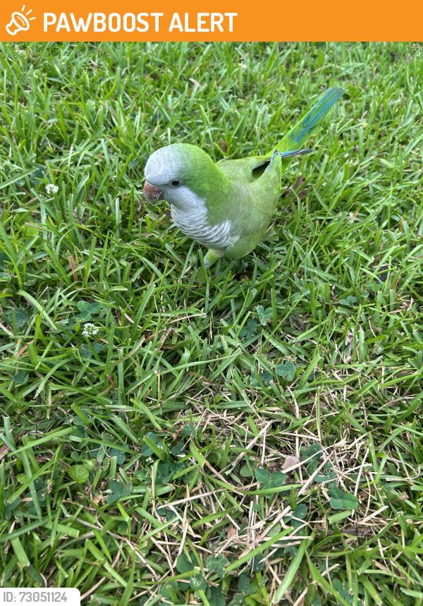 Found/Stray Unknown Bird last seen Briarstone Court, North Charleston, SC 29418