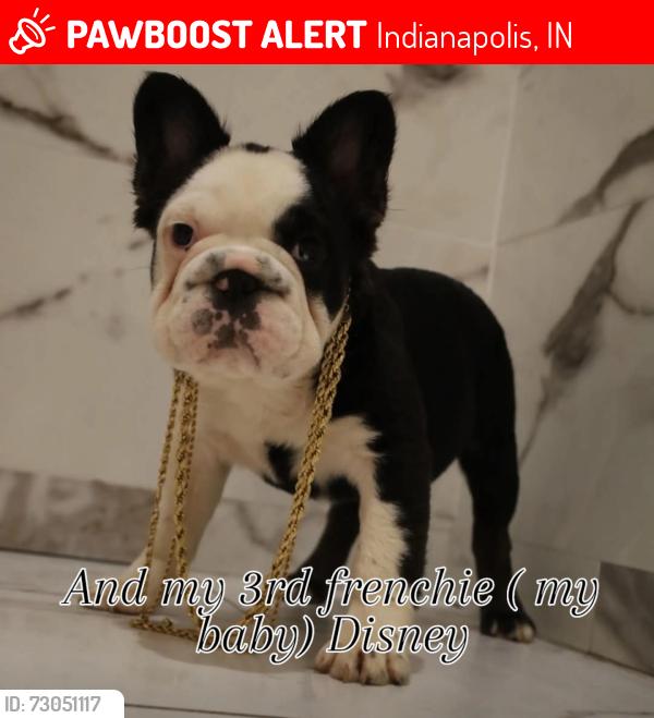 Lost Female Dog last seen 21st and riley ave , Indianapolis, IN 46218
