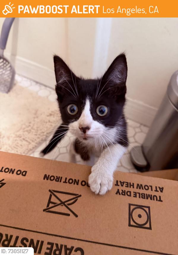 Found/Stray Unknown Cat last seen Near S Figueroa St , Los Angeles, CA 90007