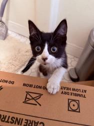 Found/Stray Unknown Cat last seen Near S Figueroa St , Los Angeles, CA 90007