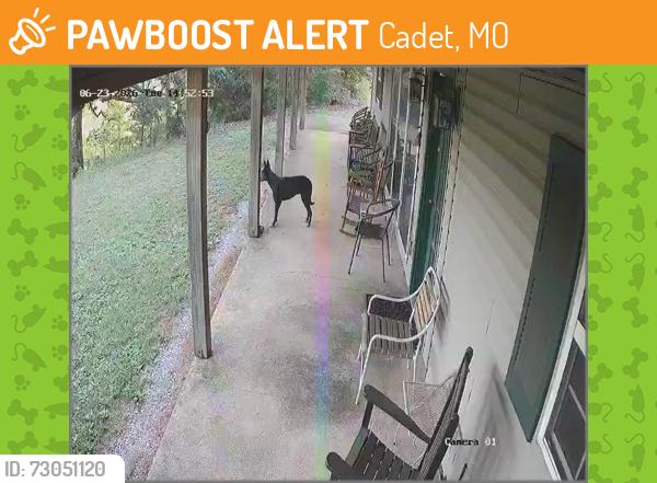 Found/Stray Unknown Dog last seen Tiff road mill creek, Cadet, MO 63630
