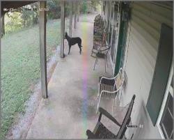 Found/Stray Unknown Dog last seen Tiff road mill creek, Cadet, MO 63630