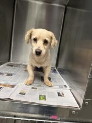 Shelter Stray Male Dog last seen , 14409 Vanowen St, Van Nuys, CA 91405, USA