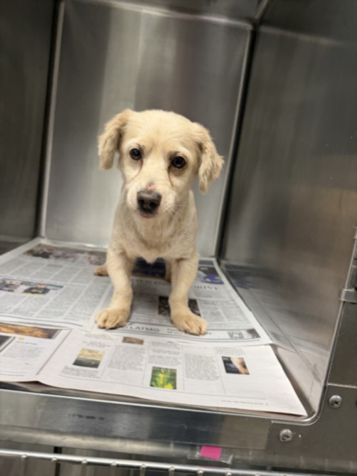 Shelter Stray Male Dog last seen , 14409 Vanowen St, Van Nuys, CA 91405, USA