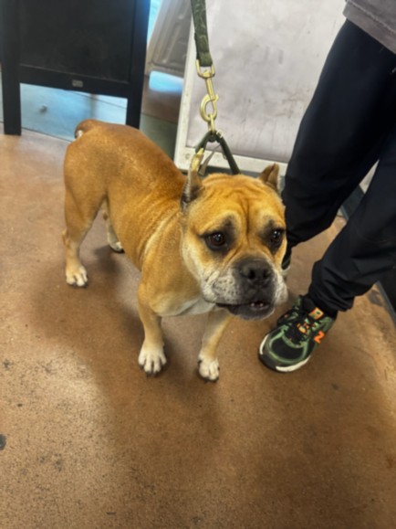 Shelter Stray Female Dog last seen , 14409 Vanowen St, Van Nuys, CA 91405, USA
