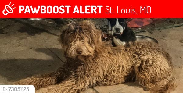 Lost Male Dog last seen Hathaway Manor area between Voroff and Pershall Rd, St. Louis, MO 63136