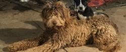 Lost Male Dog last seen Hathaway Manor area between Voroff and Pershall Rd, St. Louis, MO 63136