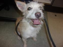 Shelter Stray Female Dog last seen , 14409 Vanowen St, Van Nuys, CA 91405, USA