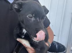 Shelter Stray Male Dog last seen Near BLOCK EL TEJON AVE, BAKERSFIELD CA 93308, 3951 Fruitvale Ave, Bakersfield, CA 93308, USA