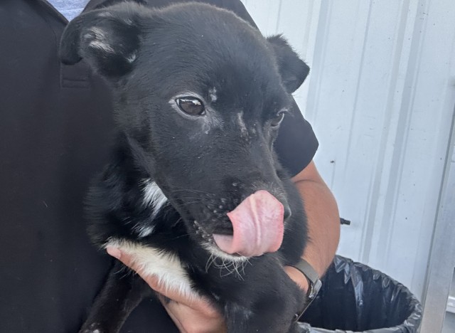 Shelter Stray Male Dog last seen Near BLOCK EL TEJON AVE, BAKERSFIELD CA 93308, 3951 Fruitvale Ave, Bakersfield, CA 93308, USA
